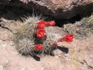 PICTURES/Heart of the Rocks/t_Heart Of Rocks-Hedgehog Cactus.JPG